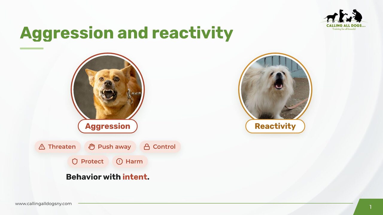 Animated slide comparing aggression and reactivity