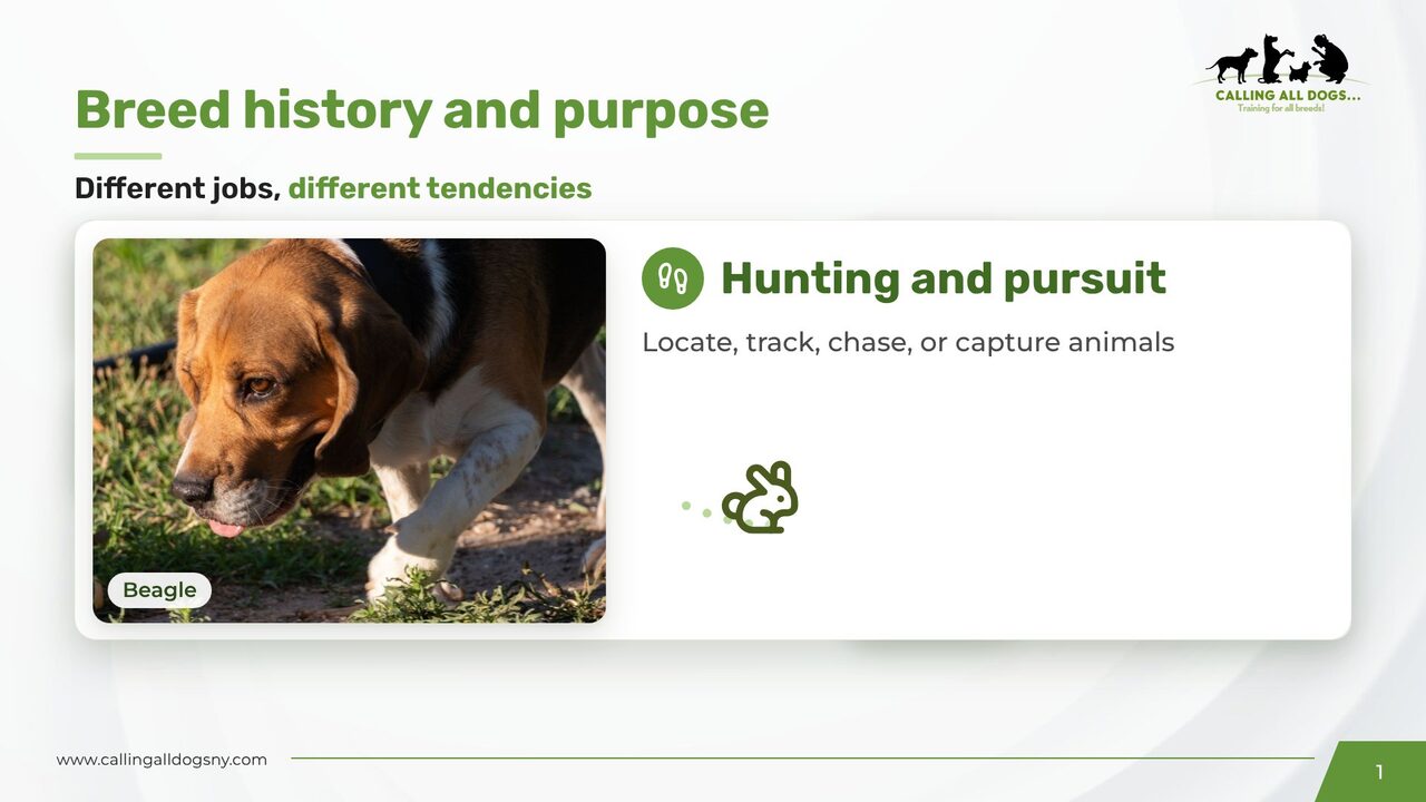 Slide on breed history and purpose with a beagle photo